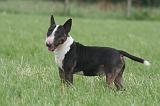 BULL TERRIER MINIATURE 043